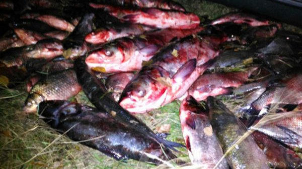 Кременчугские браконьеры наловили рыбы на 28 тысяч гривен