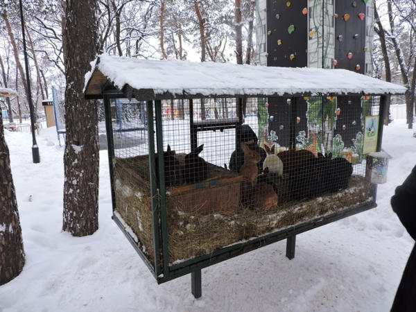 В парке «Сосновый» фазаны и кролики ждут кременчужан в гости