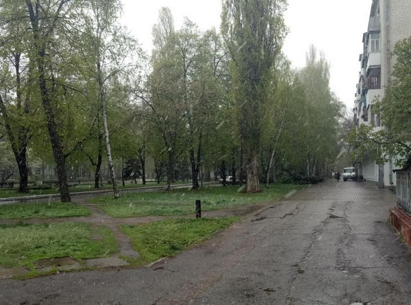 Погода в Кременчуге не оставляет шанс деревьям выжить