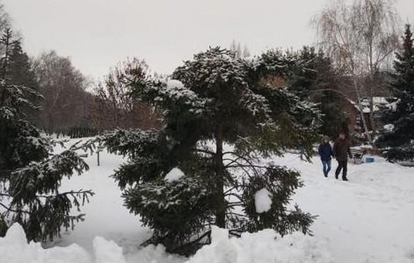 В Кременчуге неизвестные спилили елки в парке
