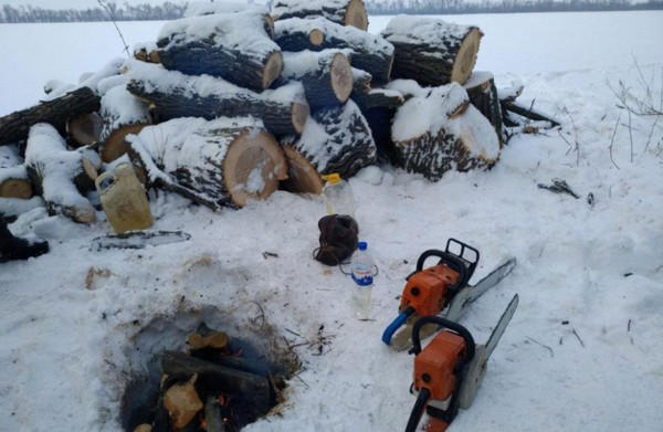 Под Кременчугом трое парней нарубили дров на полмиллиона гривен
