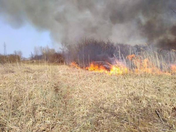 На выходных в Кременчугском районе горели камыш и сухая растительность