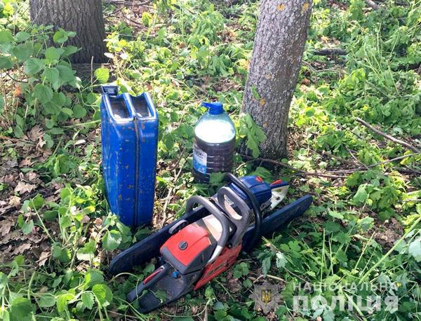 В Кременчугском районе четверо мужчин спилили 12 дубов