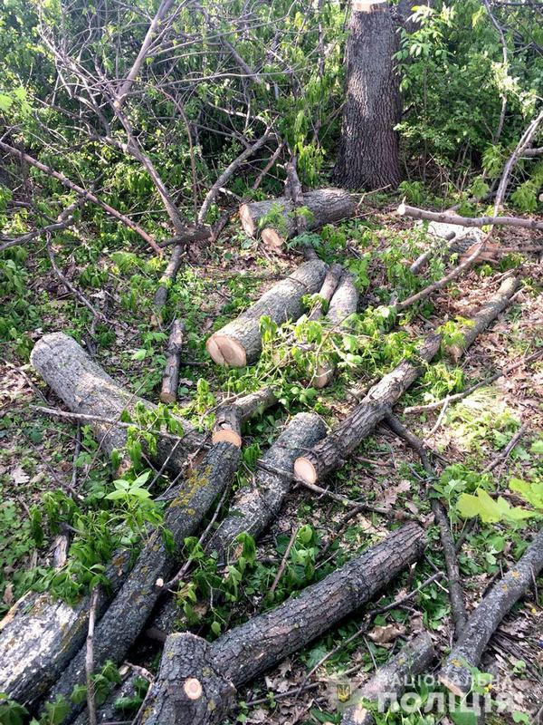 В Кременчугском районе четверо мужчин спилили 12 дубов