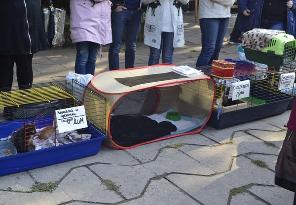 В Кременчуге прошла удивительная выставка-ярмарка домашних животных