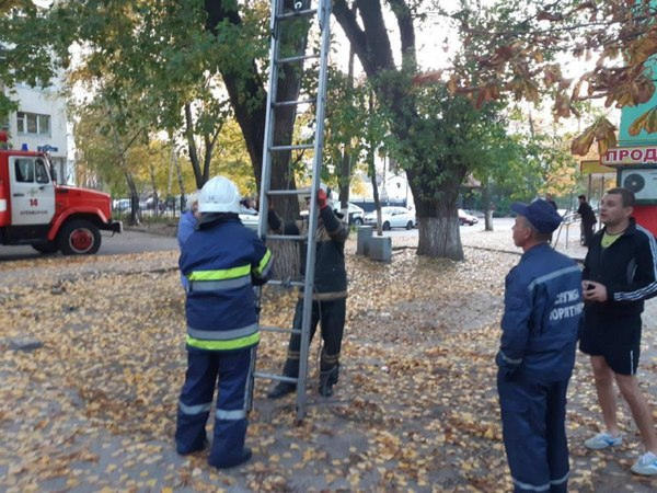 В Кременчуге спасатели снимали с дерева маленького котика