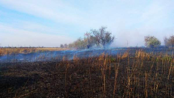 В Кременчугом районе на открытой местности горели камыш и сухая растительность