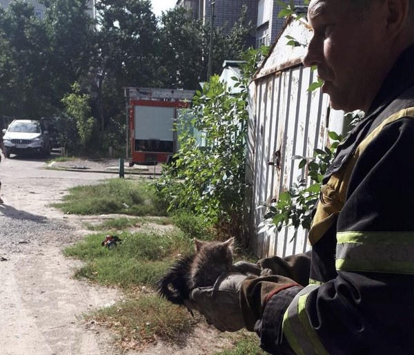Кременчугские ГСЧС-ники спасали котят с вентиляции гаража, а кота снимали с дерева