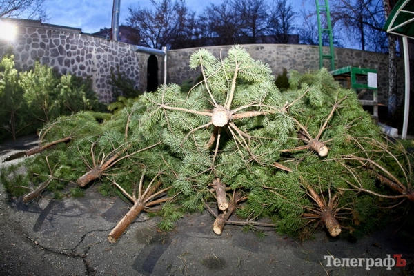 В Кременчуге начали продавать новогодние елки