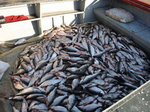 В Кременчугском районе незаконно наловили рыбы на 90000 грн.