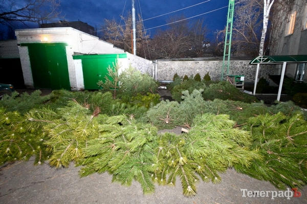 В Кременчуге начали продавать новогодние елки