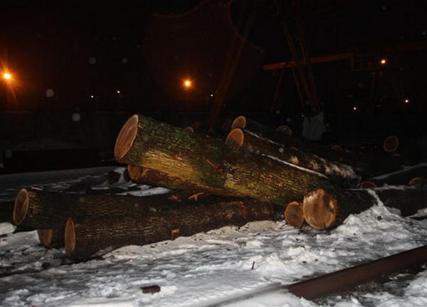 В Кременчугском районе прорубили лес на 300000 грн.