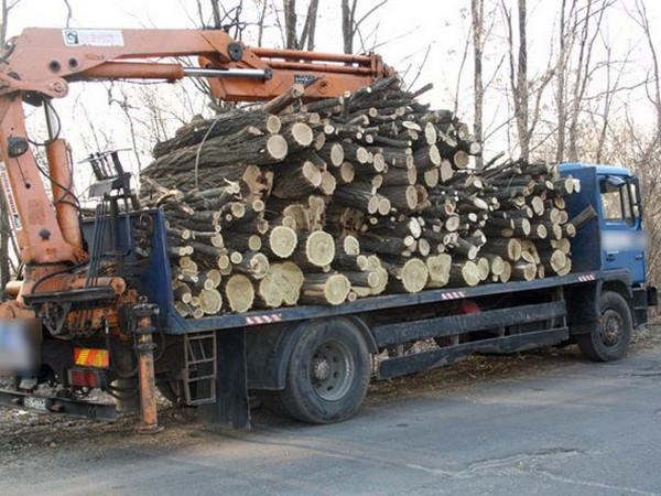 В Кременчугском районе незаконно вырубали лес