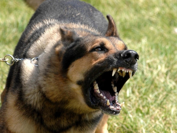В Кременчуге сотрудник полиции застрелил собаку
