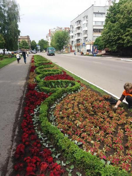 Коммунальщики продолжают озеленение Кременчуга