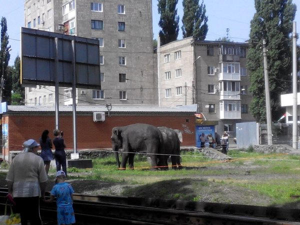 По улицам Кременчуга разгуливают слоны