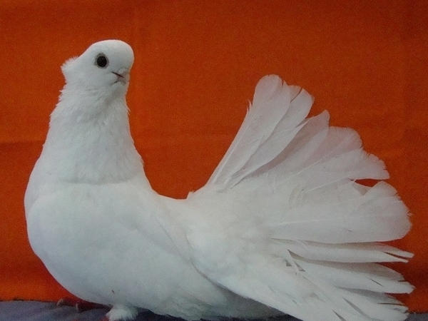Мэрия Кременчуга дала добро на памятник голубям