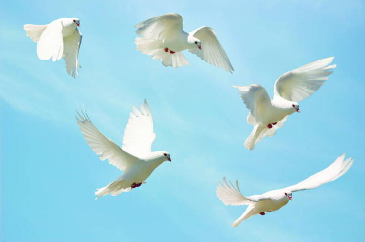 Кременчужанам на день города обещают «салют» из голубей
