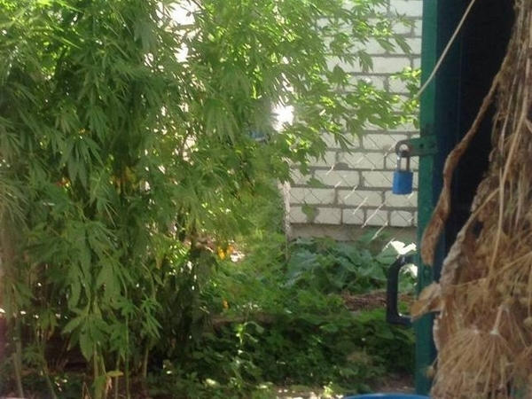 Сезон в разгаре: кременчугские полицейские продолжают выявлять растения, похожие на наркотические