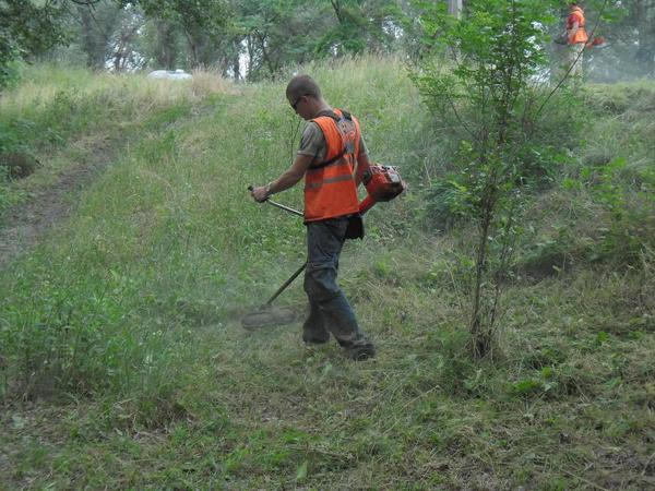 Кременчугские коммунальщики продолжают неравный бой с карантинными растениями