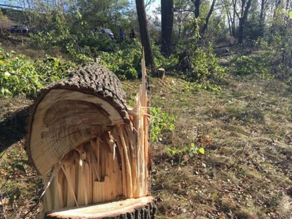 Кременчужанин запасся дровами на 25 тысяч гривен
