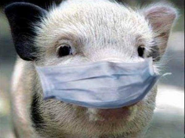 Кременчужанам стоит опасаться африканской чумы свиней