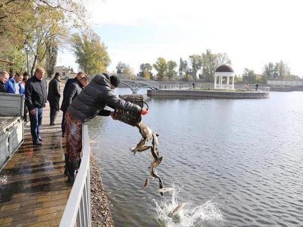 В озере в Городском саду Кременчуга появились новые обитатели