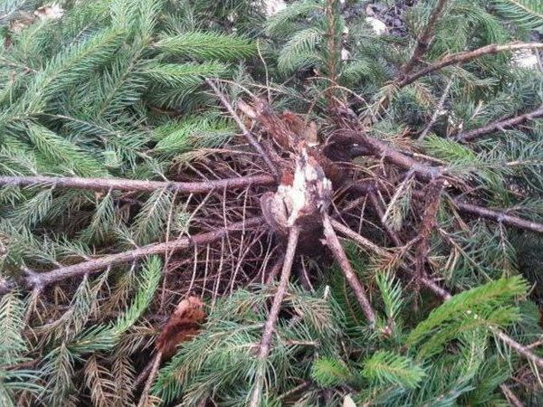 Кременчужанин начал подготовку к Новому году с вырубки елки в парке