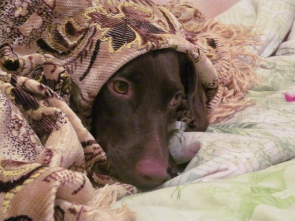 Кременчужан просят помочь животным теплыми одеялами