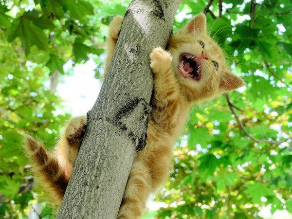 Кременчугские спасатели полтора часа эвакуировали кота с дерева