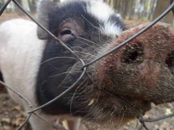 Вблизи Кременчуга зафиксированы всплески африканской чумы свиней