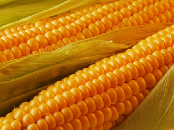В Кременчуге судили мужчину за кражу 100 кочанов кукурузы
