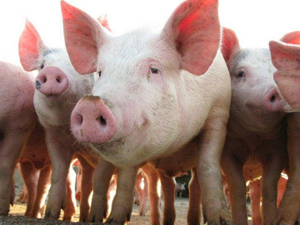 В Кременчугском районе подростки украли свиней
