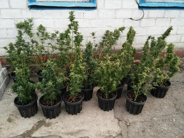 В Кременчугском районе задержали «ботаника», который выращивал коноплю в горшках
