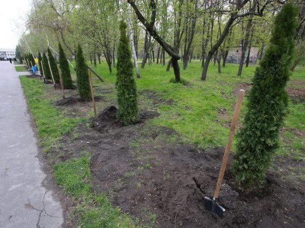 В Кременчуге выкопали туи на «Аллее Славы»