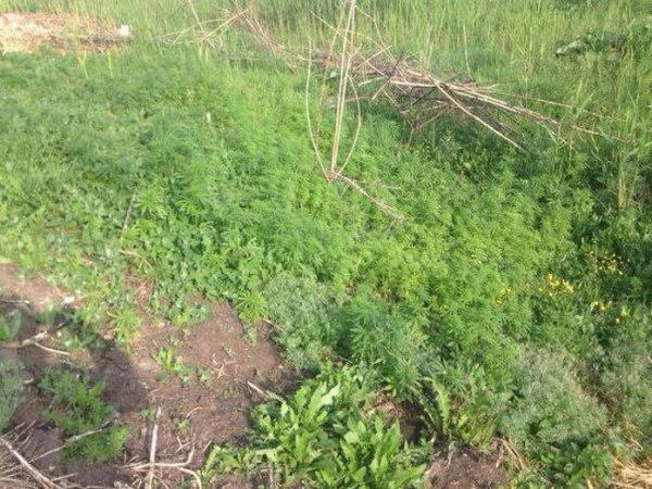 Полиция обнаружила в Кременчугском районе плантацию конопли