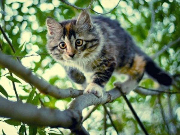 В Кременчуге четыре спасателя спускали кота с дерева