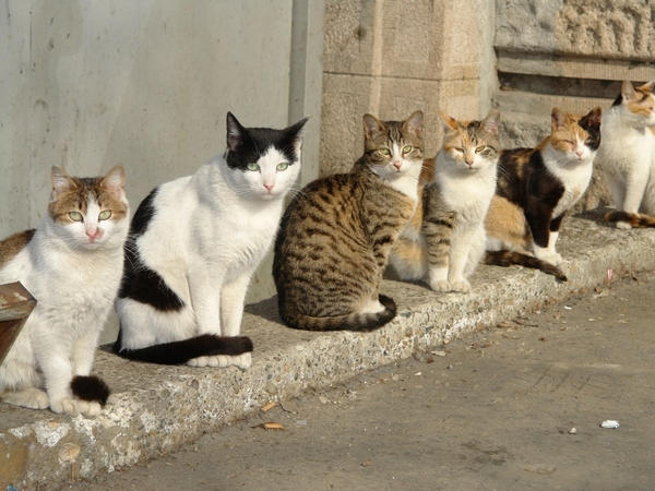 Кременчугский приют для котов готов к открытию