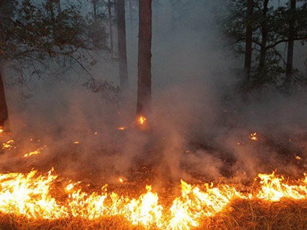 По вине неизвестного под Кременчугом загорелся лес