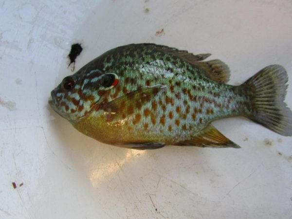 В Кременчуге рыбак поймал экзотическую рыбу