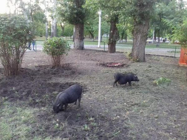 Мэр Кременчуга пообещал убрать свиней из Городского сада