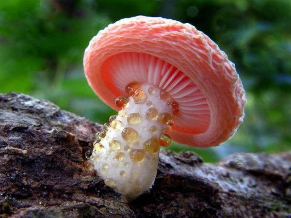 В Кременчуге торговля дикорастущими грибами запрещена