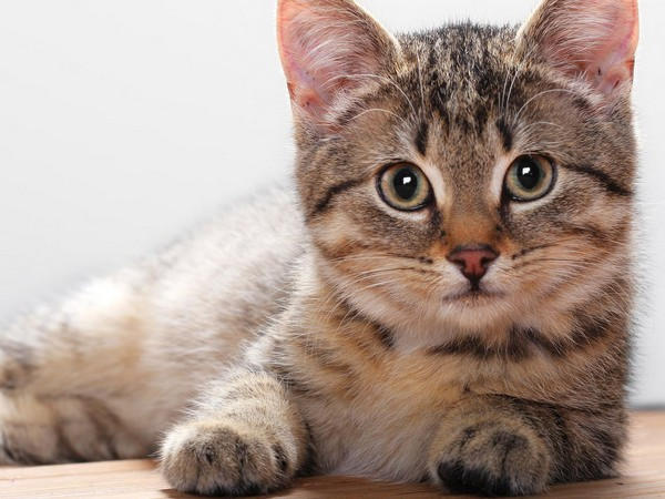 Приют для котов – обретите друга на pethelp.com.ua