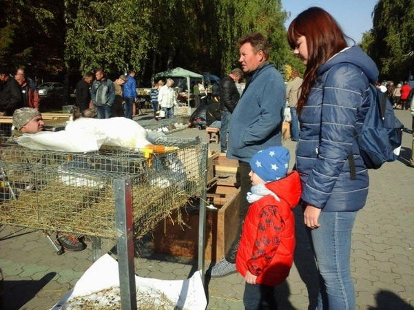 Кременчугский фестиваль голубей приобрел статус Международного