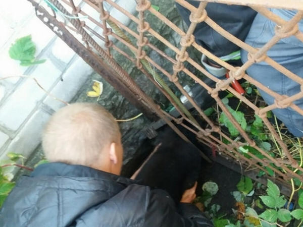 Кременчугские спасатели вытягивали собаку, застрявшую в заборе