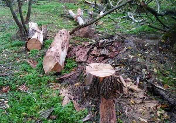 51-летний кременчужанин нарубал дров на 15 тысяч гривен