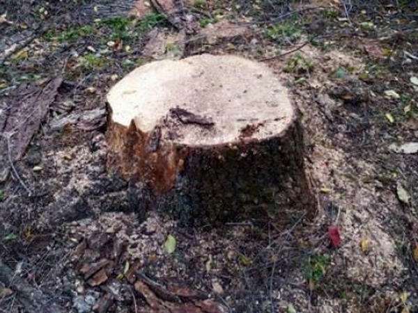 51-летний кременчужанин нарубал дров на 15 тысяч гривен