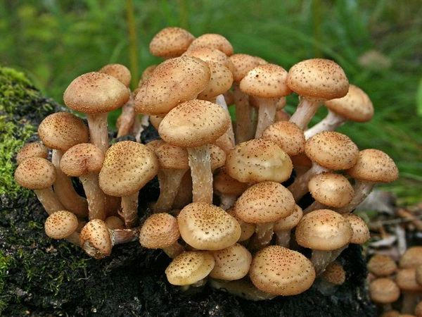 В Кременчуге семья искала грибы, а потеряла ребенка