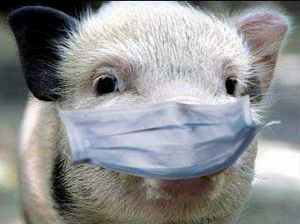 В Кременчуге продолжает действовать карантин африканской чумы свиней