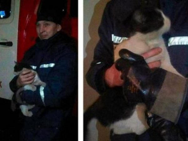 Кременчугские спасатели вытягивали из вытяжной шахты котика